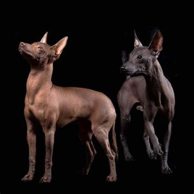  Xoloitzcuintli: A Story Woven Through Ancient Threads and Echoing with Forgotten Voices